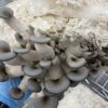 Blue Green Oyster Mushrooms